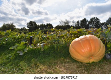 Atlantic giant pumpkin patch in south east England Kent It is the number one choice for growing a real big fruit Tasty flesh also makes it great for kitchen use and is an excellent source of vitamin A