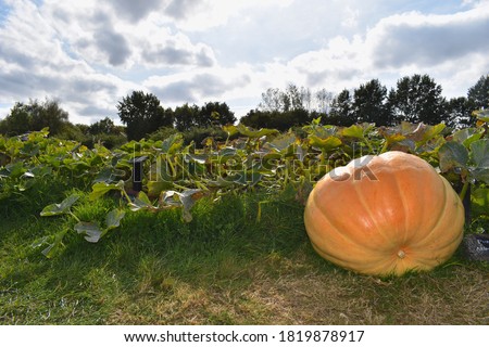 Atlantic giant pumpkin patch in south east England Kent It is the number one choice for growing a real big fruit Tasty flesh also makes it great for kitchen use and is an excellent source of vitamin A