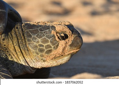 Atlantic Green Sea Turtle (Chelonia Mydas) On The Beach Of Ascension Island.