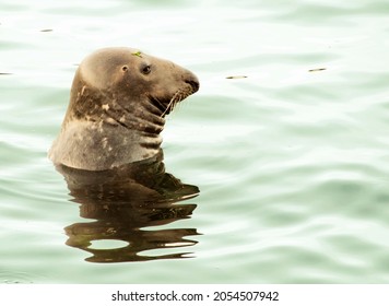 Atlantic  Grey Seal  Head  Out  Of  Calm Water  