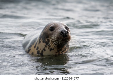 Atlantic Grey Seal Pup On Sandy Stock Photo 1120344377 | Shutterstock