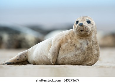 Atlantic Grey Seal Pup on Sandy Beach/Atlantic Grey Seal Pup/Atlantic Grey Seal Pup (Halichoerus Grypus)