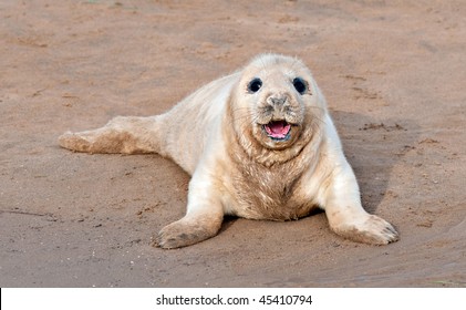 Atlantic Grey Seal Pup Smiling