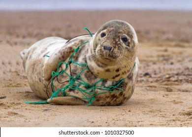 An Atlantic Grey Seal, tragically caught in the remains of a fishing net, rests on Horsey Beach in Norfolk England. These  pictures were used to alert animal welfare services to the seal's plight.