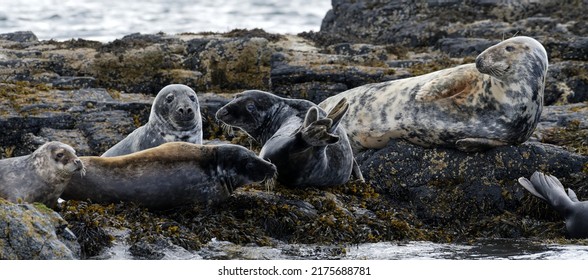 Atlantic Grey Seals resting on the rocks off the Treshnish Isles, Isle of Mull, Scotland