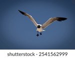 An Atlantic gull (Leucophaeus atricilla) in flight against a blue sky