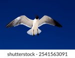 An Atlantic gull (Leucophaeus atricilla) in flight against a blue sky