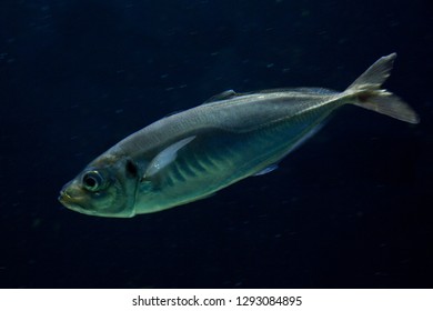  Atlantic Horse Mackerel (Trachurus Trachurus).