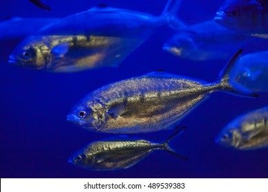 Atlantic Horse Mackerel (Trachurus Trachurus).