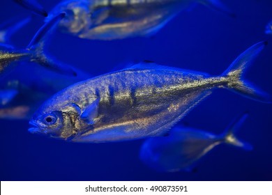 Atlantic Horse Mackerel (Trachurus Trachurus).