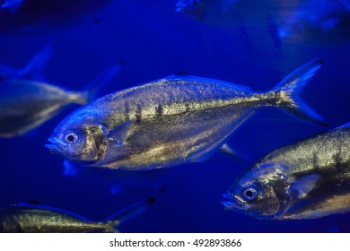 Atlantic Horse Mackerel (Trachurus Trachurus).