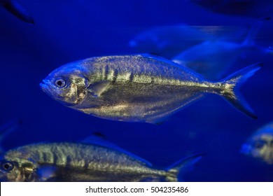 Atlantic Horse Mackerel (Trachurus Trachurus).