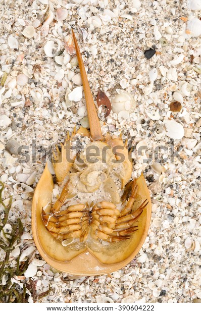 Atlantic Horseshoe Crab Limulus Polyphemus On Stock Photo Edit