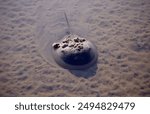 An Atlantic Horseshoe crab at low tide