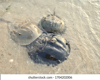  Atlantic horseshoe crabs (Limulus polyphemus) come ashore during the full and new moons of June and lay their eggs at the top of the highest tide.  Closeup.