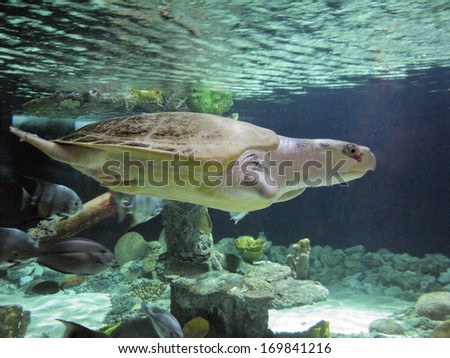 Atlantic or Kemp Ridley critically endangered sea turtle