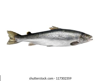 Atlantic King big Salmon isolated on a white