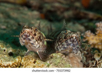 Atlantic lizardfish, Synodus saurus