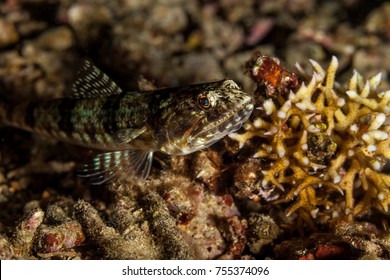 Atlantic lizardfish, Synodus saurus