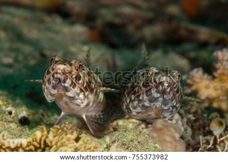 Atlantic lizardfish, Synodus saurus