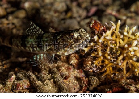 Atlantic lizardfish, Synodus saurus