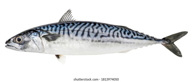 Atlantic mackerel fish isolated on white background - Shutterstock ID 1813974050