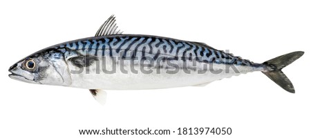Atlantic mackerel fish isolated on white background