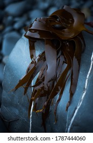 Atlantic Oarweed Seaweed, Kelp (Laminaria Digitata).