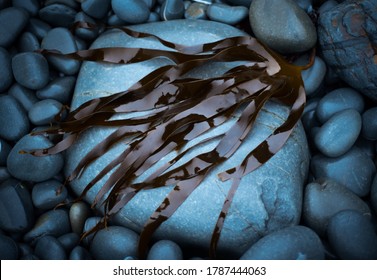 Atlantic Oarweed Seaweed, Kelp (Laminaria Digitata).