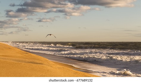 Atlantic Ocean Beach Landscape,waves  And Seagull,Rehoboth Beach,De,USA