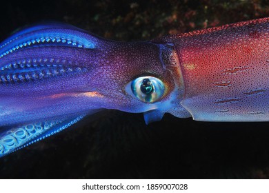 Atlantic Ocean Squid Macro Photo 