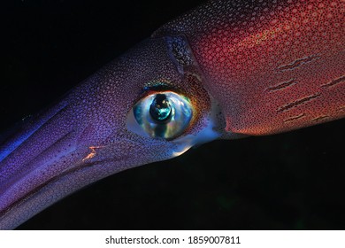 Atlantic Ocean Squid Macro Photo