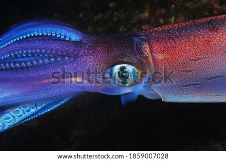 Atlantic ocean squid macro photo 