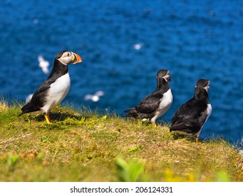 atlantic puffin