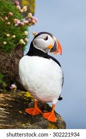 Atlantic Puffin