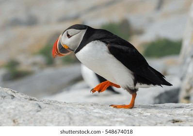 Atlantic Puffin 