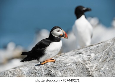 Atlantic Puffin