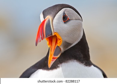 Atlantic Puffin