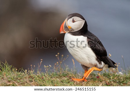 Atlantic Puffin