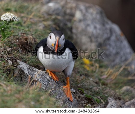 Atlantic Puffin