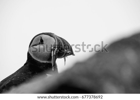 Similar – Image, Stock Photo Lantern over hedge Town