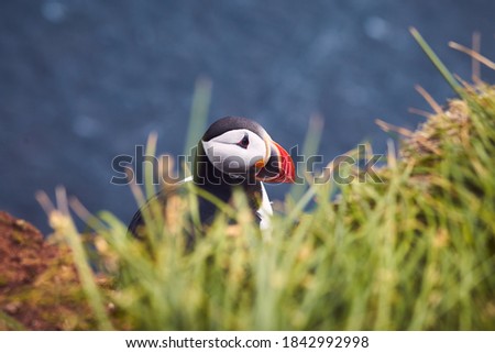 Atlantic Puffin bird, beautiful vibrant close-up portrait, Horned Puffin also known as Fratercula, Latrabjarg Cape, Vestfirdir, Iceland.
