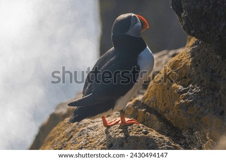 Atlantic Puffin bird with orange beak also know as Common puffin is a species of seabird in the auk family. Latrabjarg cliff, Westfjords, Iceland