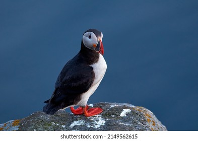 Atlantic puffin bird standing on the rock over the sea (fratercula arctica). Animal outdoor background