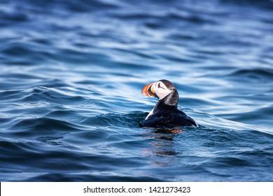 Atlantic puffin bobbing on the cold waters off the coast of Svalbard, a Norwegian archipelago between Norway and the Noth Pole. This bird is also known as the sea parrot or sea clown.