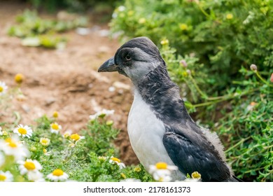 Atlantic Puffin Chick (Fratercula Arctica) On Skomer Island, Wales