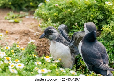 Atlantic Puffin With A Chick (Fratercula Arctica) On Skomer Island, Wales