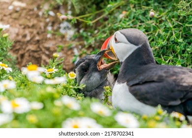 Atlantic Puffin With A Chick (Fratercula Arctica) On Skomer Island, Wales