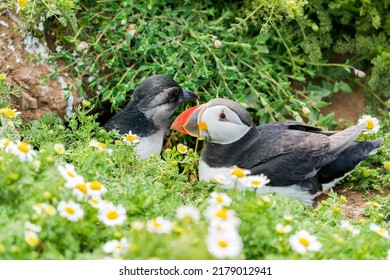 Atlantic Puffin With A Chick (Fratercula Arctica) On Skomer Island, Wales