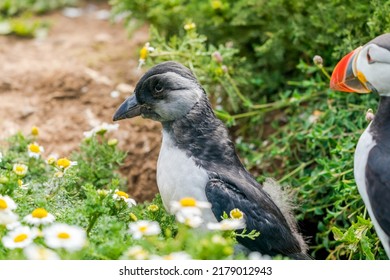 Atlantic Puffin With A Chick (Fratercula Arctica) On Skomer Island, Wales